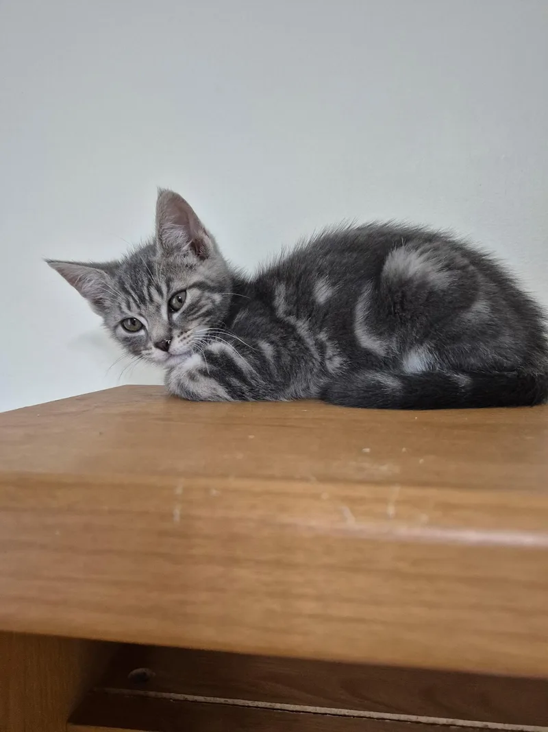 A baby medium-sized male Tabby (Gray / Blue / Silver) Domestic Short Hair cat named Grayson for adoption in Philadelphia, PA