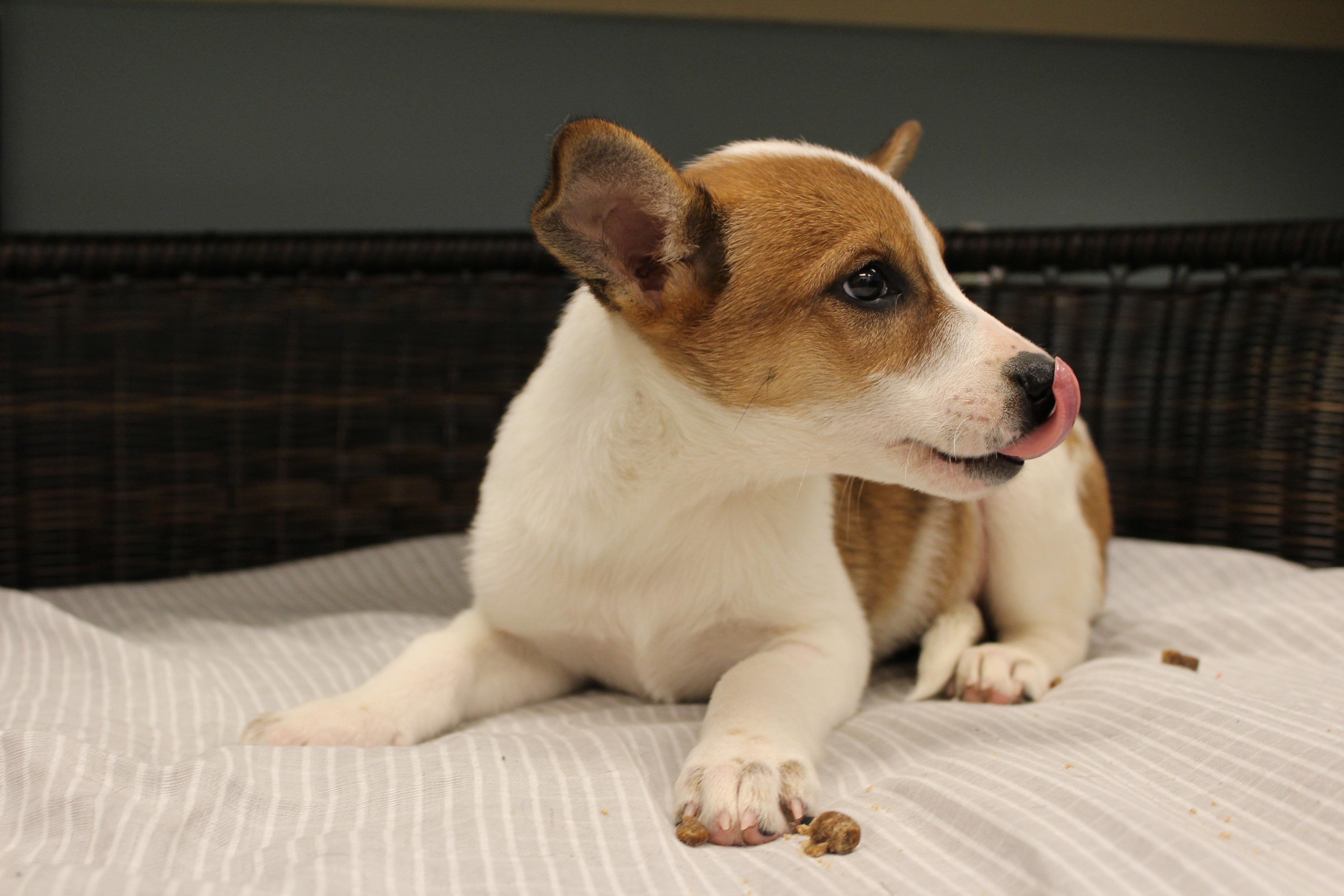 A baby medium-sized female Red / Chestnut / Orange Cattle Dog dog named Isabella for adoption in Neillsville, WI