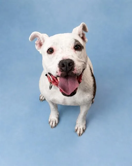 An adult medium-sized female Staffordshire Bull Terrier dog named Marcy for adoption in Westminster, MD