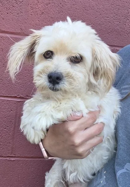 An adult small-sized female Havanese dog named Annie for adoption in Kinzers , PA