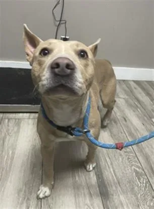 An adult medium-sized male Pit Bull Terrier dog named Sun for adoption in Redlands, CA