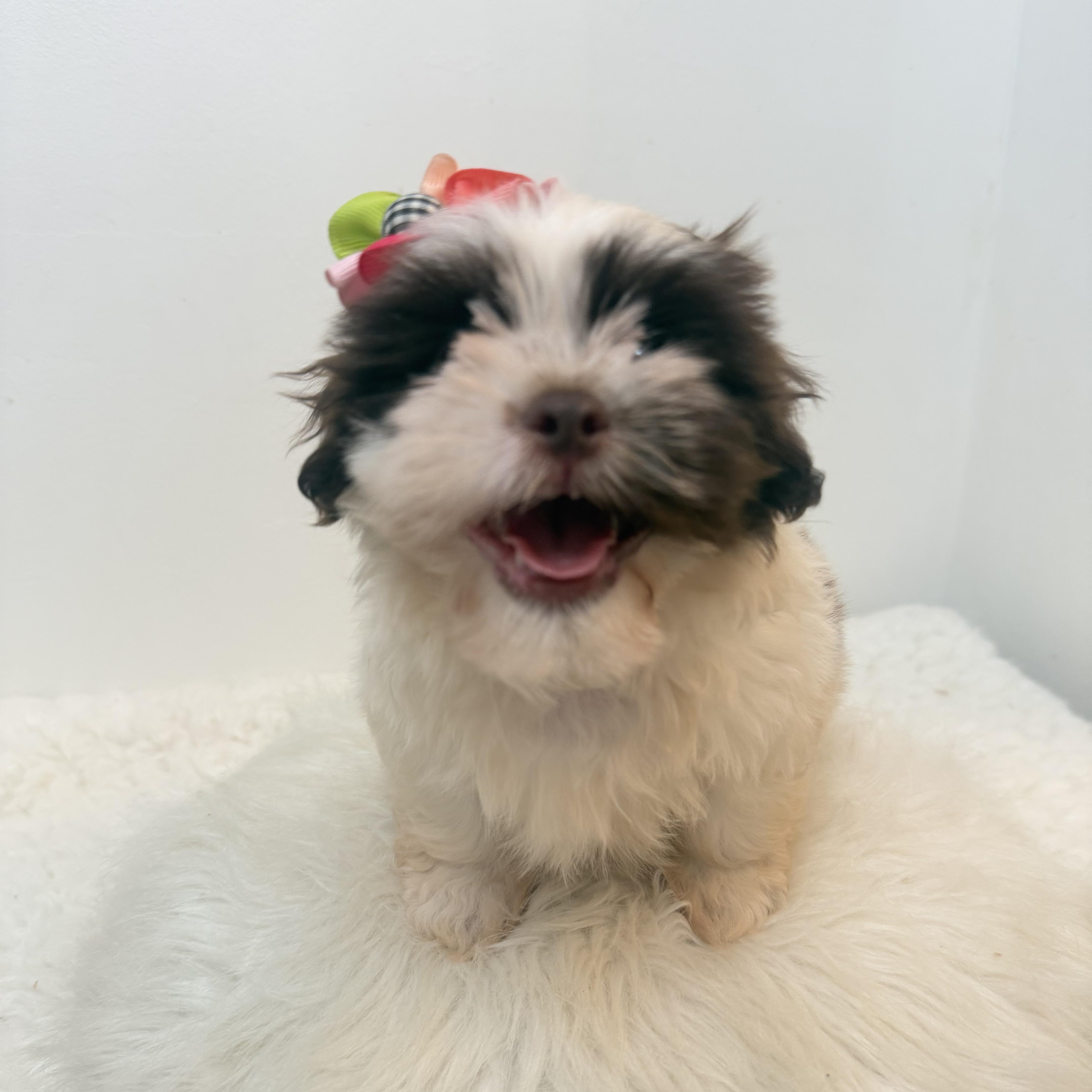 A baby small-sized female White / Cream Shih poo dog named Princess Lei for adoption in Wrightstown, NJ