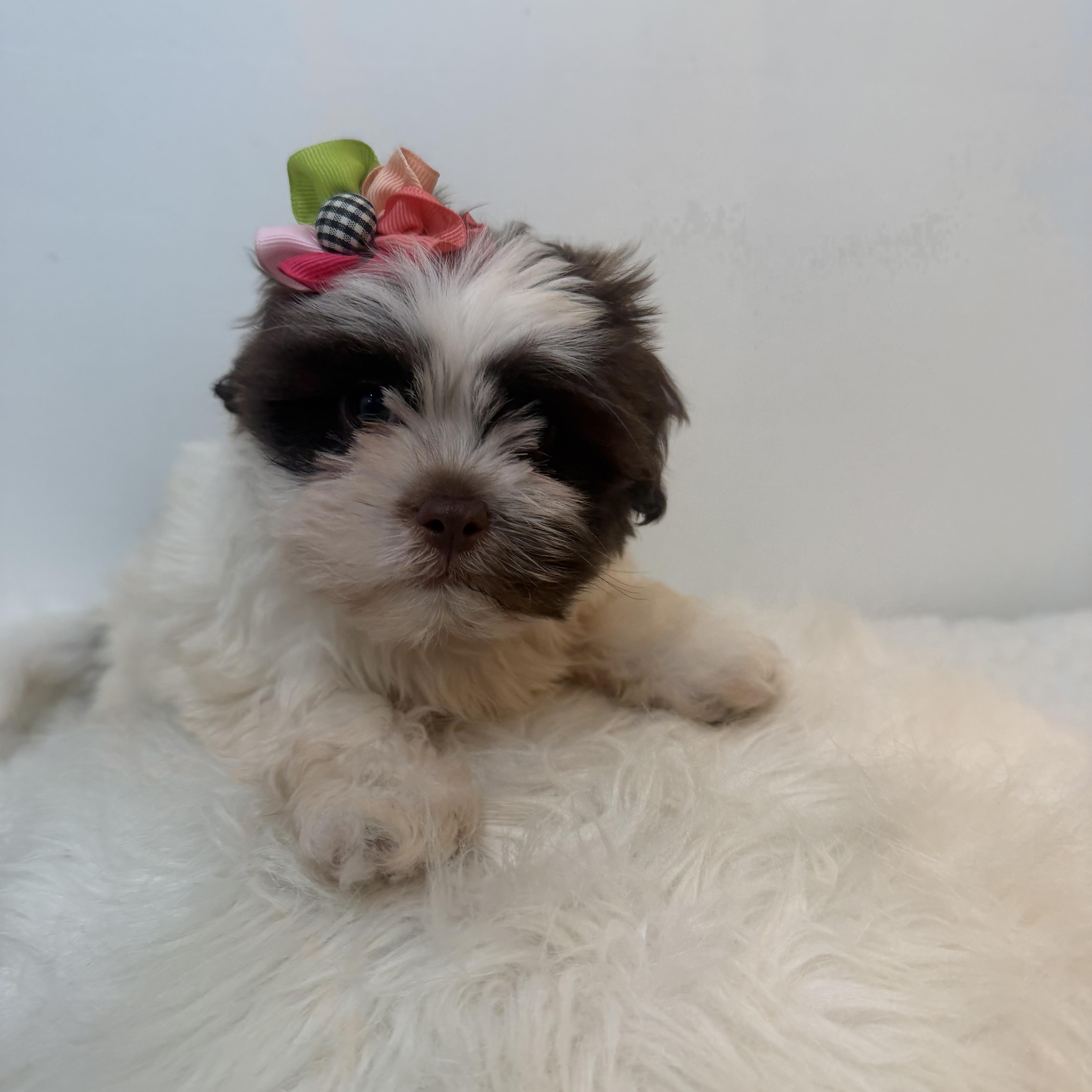 Princess Lei thumbnail 2