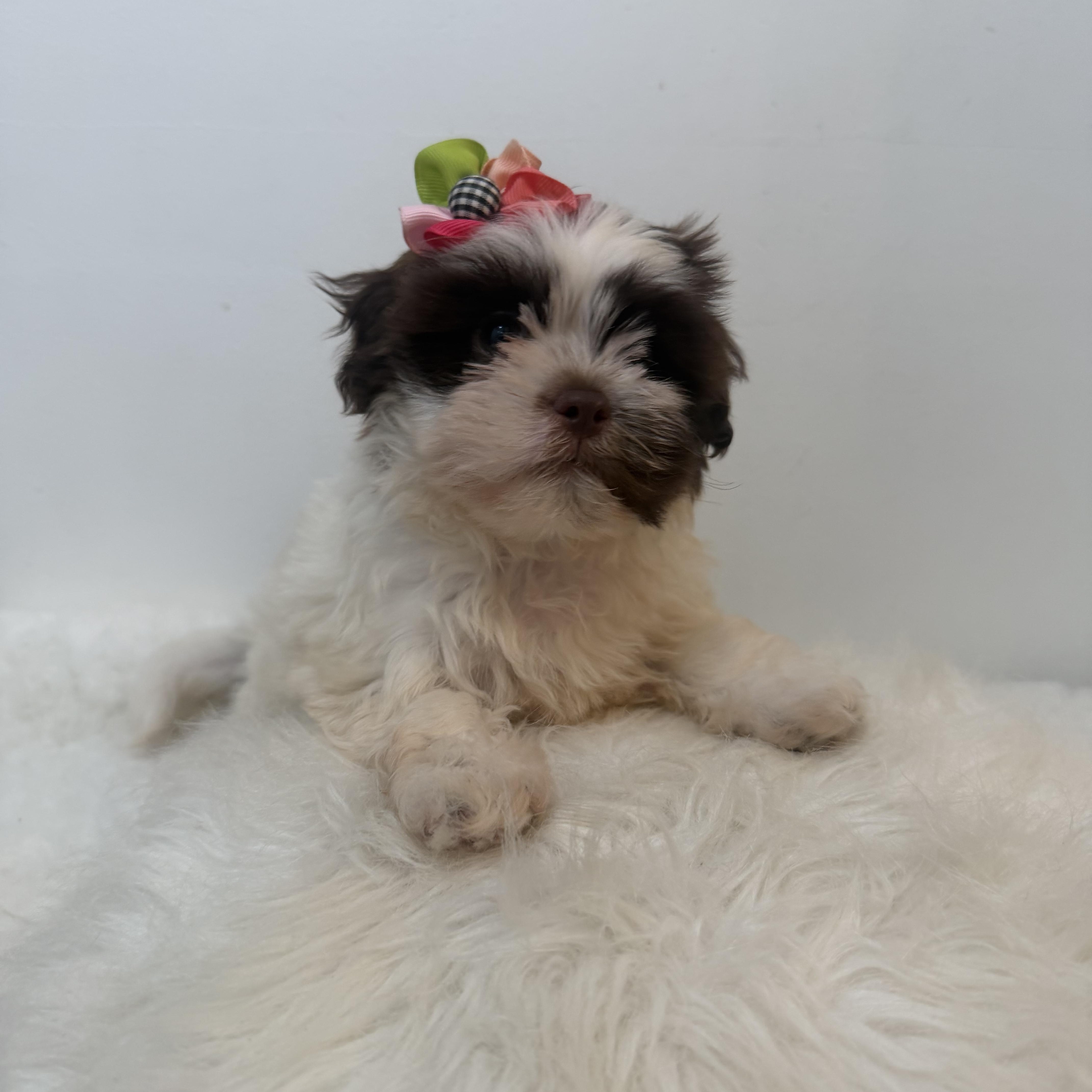 Princess Lei thumbnail 3