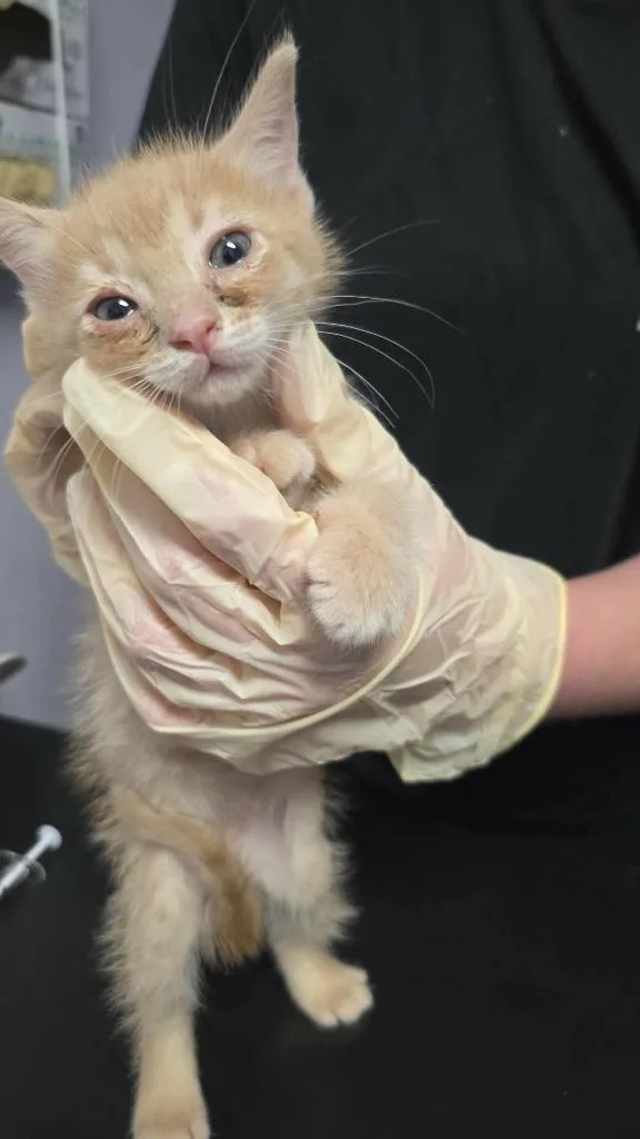 A baby small-sized female Domestic Short Hair cat named South for adoption in New Braunfels, TX