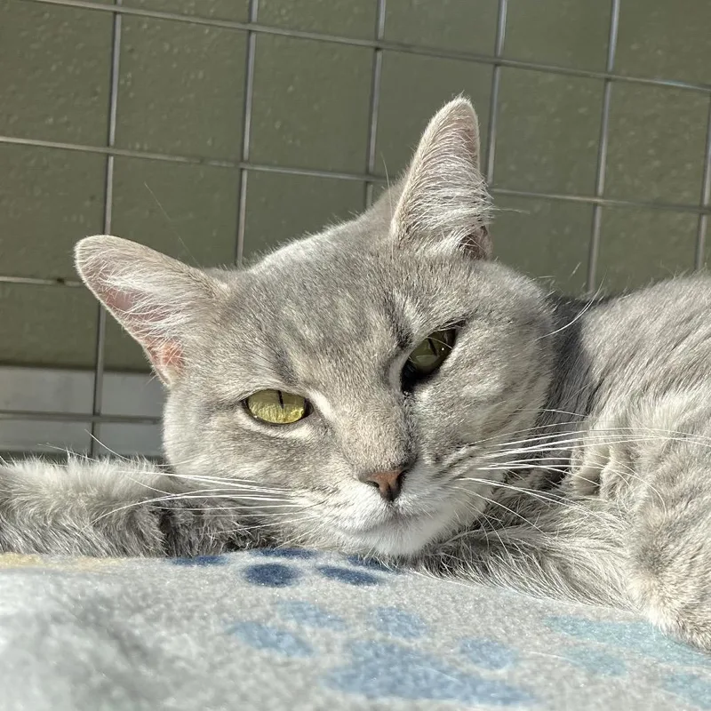 An adult medium-sized female Gray / Blue / Silver Domestic Short Hair cat named Allure for adoption in Deerfield, IL