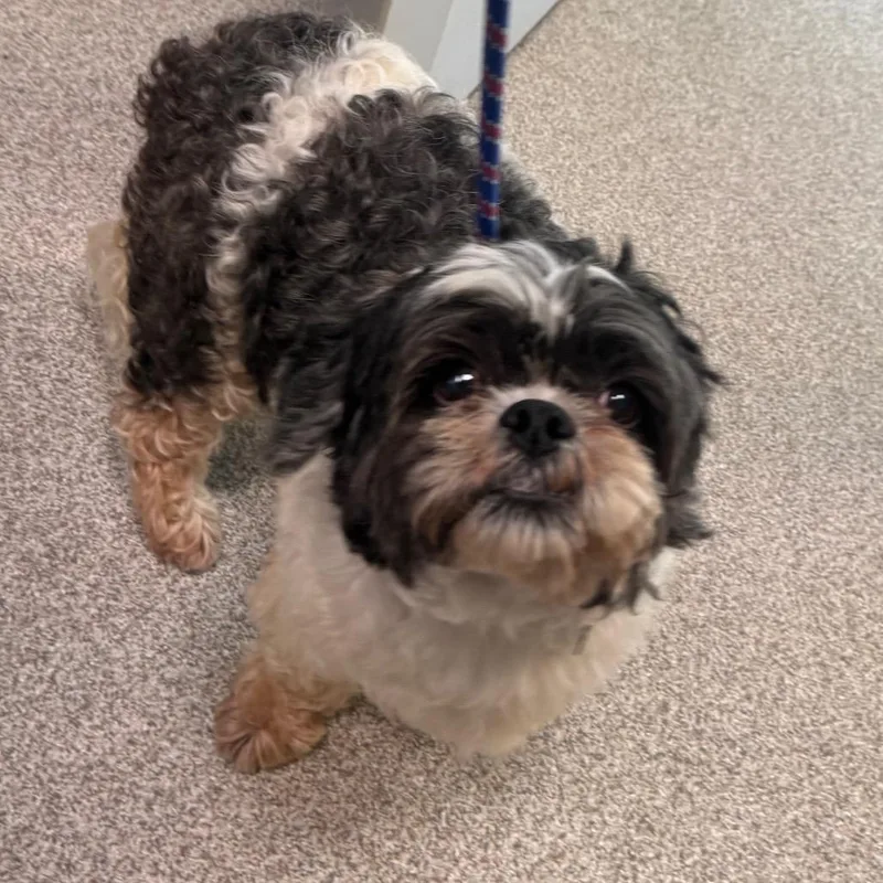 A senior small-sized male Shih Tzu dog named Waffels for adoption in Englewood, FL