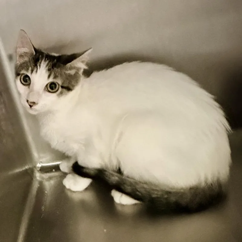 A baby small-sized female White Domestic Short Hair cat named Isabelle for adoption in Palm Springs, CA