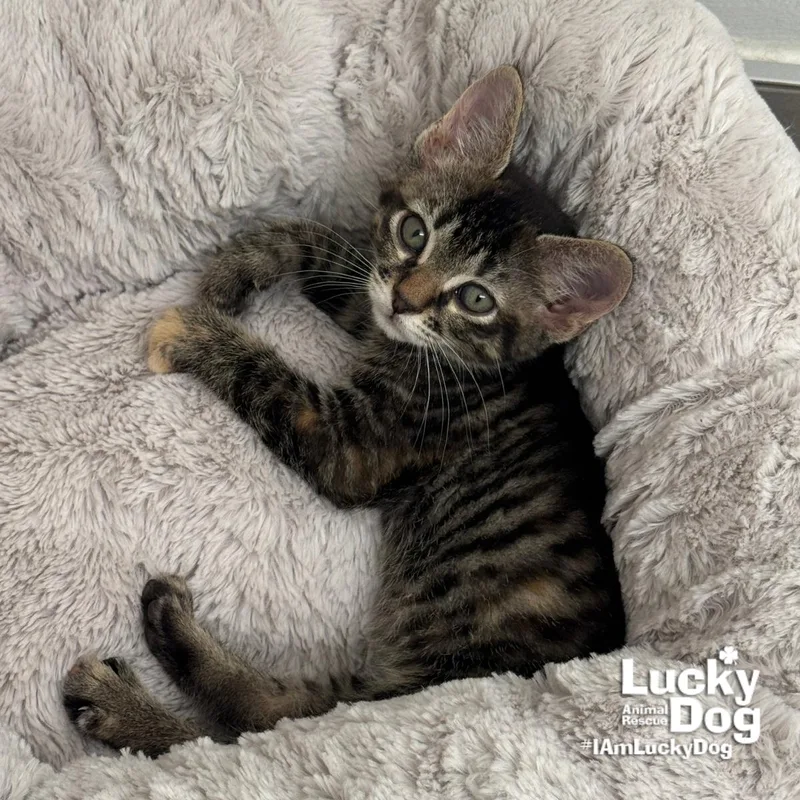 A baby medium-sized female Domestic Short Hair cat named Heather for adoption in Washington, DC