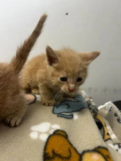 An adult small-sized male Domestic Short Hair cat named Droopy for adoption in Spruce Pine, NC
