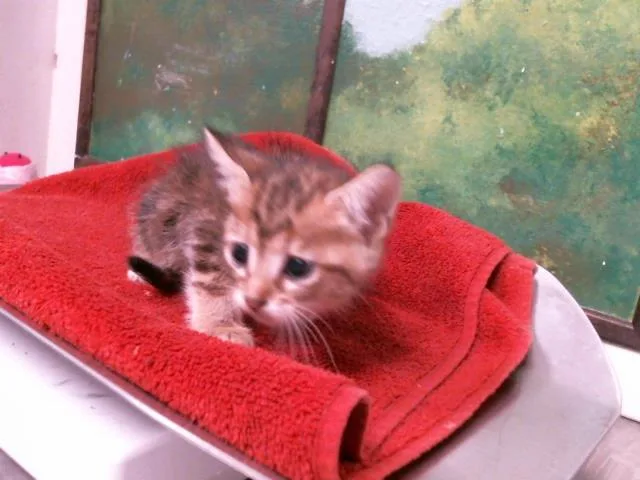 A baby small-sized female Domestic Short Hair cat named Mushroom for adoption in Houston, TX