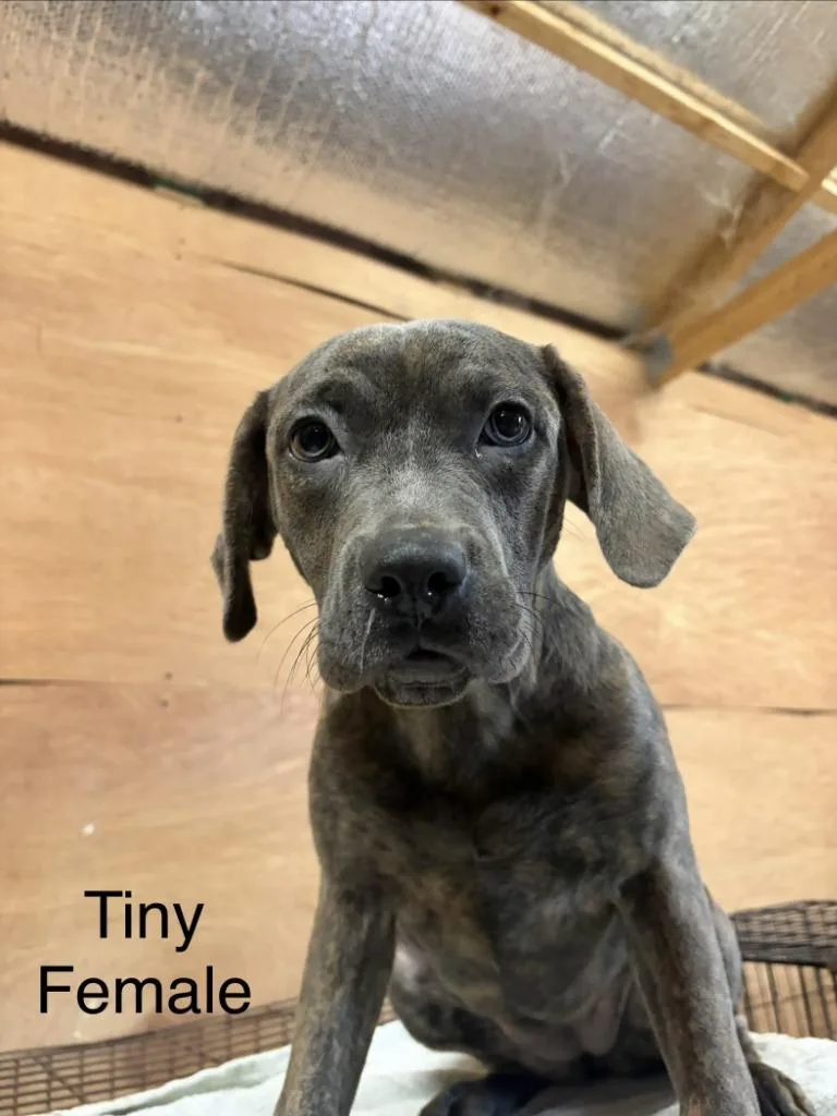 Tiny