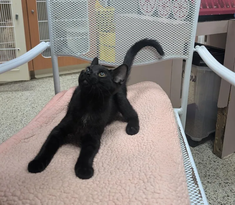 A baby small-sized male Domestic Short Hair cat named Agent J for adoption in Little Rock, AR