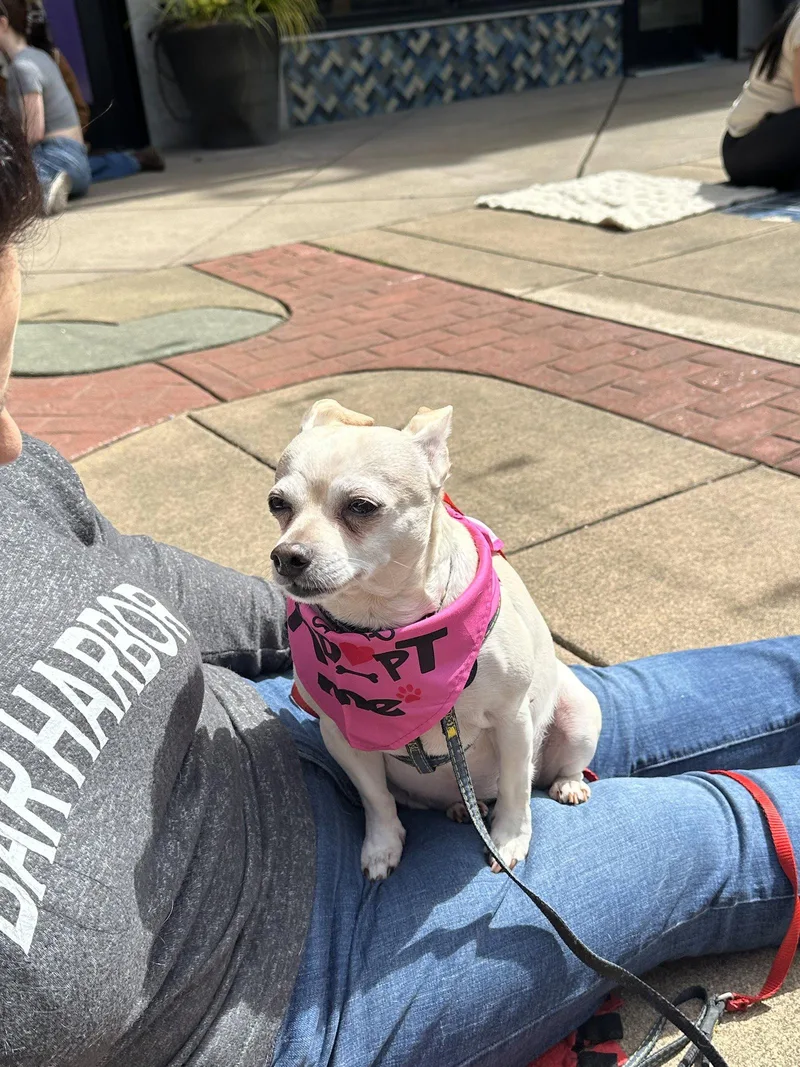 A senior small-sized female Chihuahua dog named Lilly for adoption in Seattle, WA