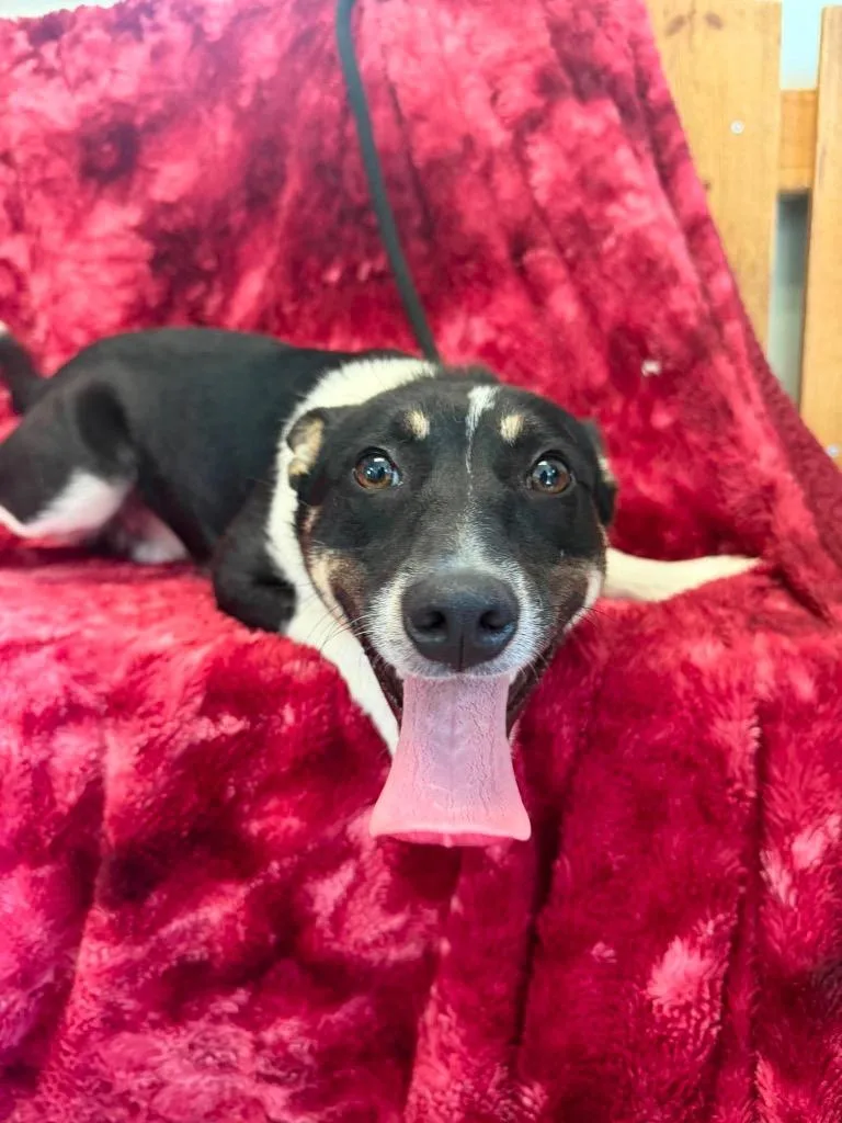 A baby medium-sized male Australian Shepherd dog named Martin for adoption in Lagrange, IN