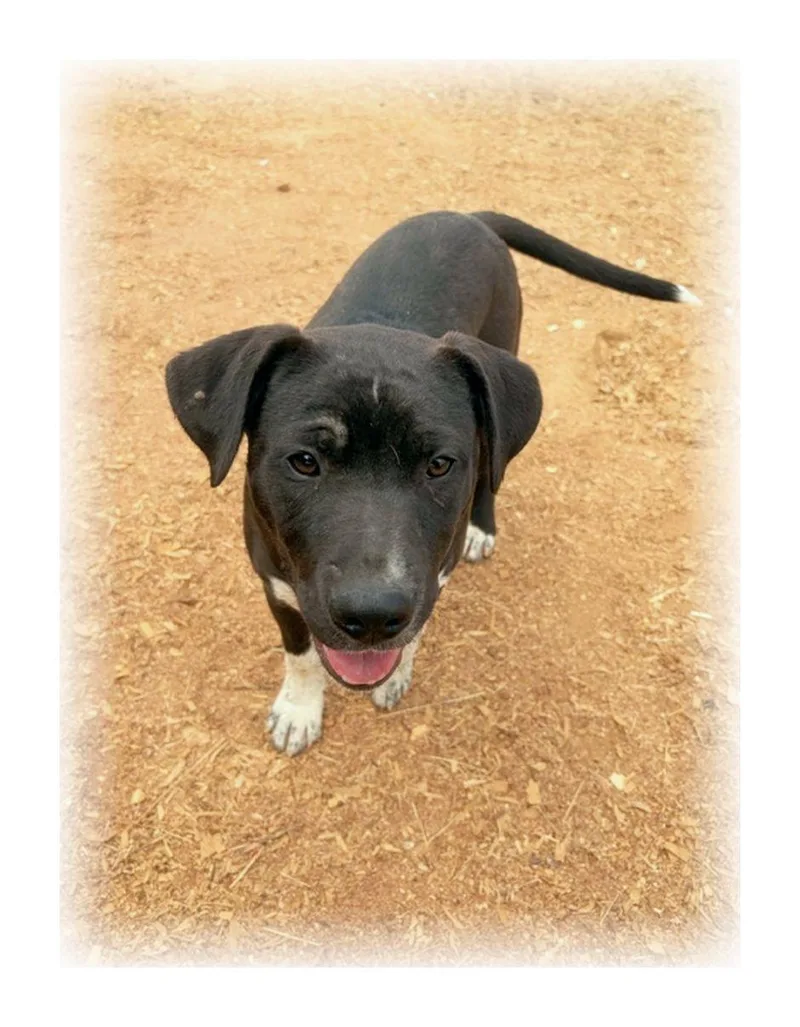 Randolph thumbnail 3