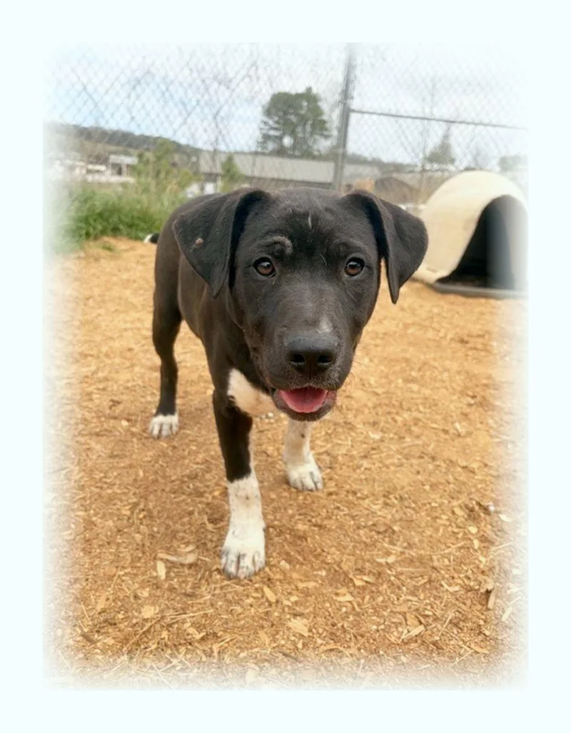 Randolph thumbnail 4