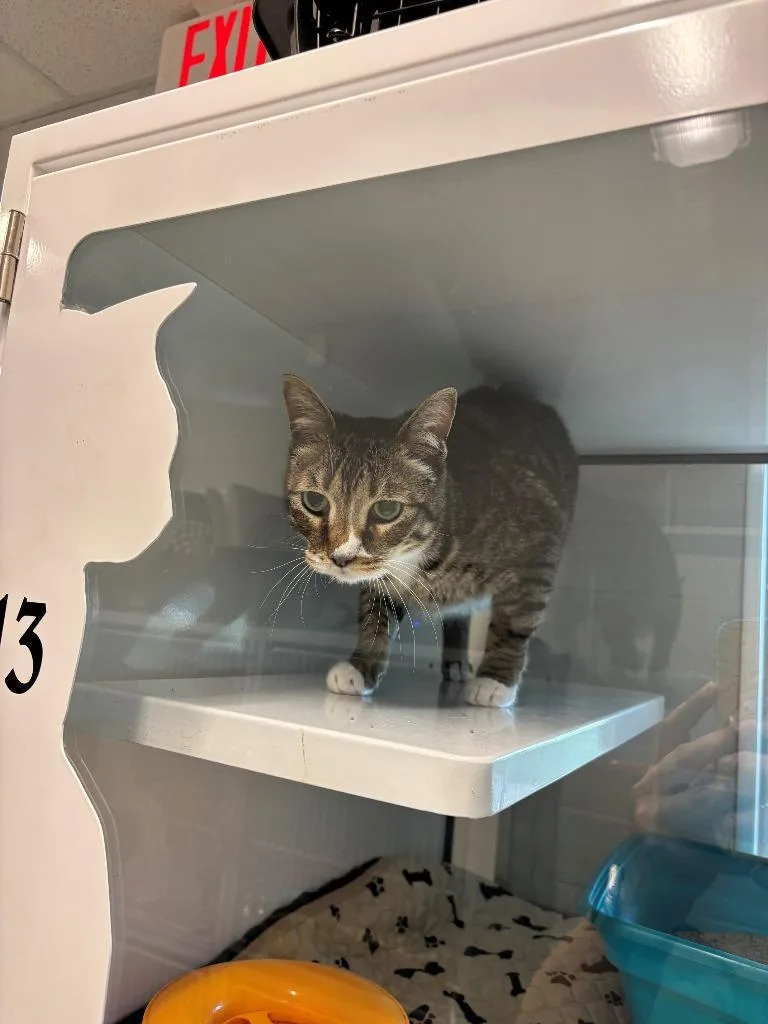 A senior small-sized male British Shorthair cat named Rocky Mt. Beauty for adoption in Mustang, OK
