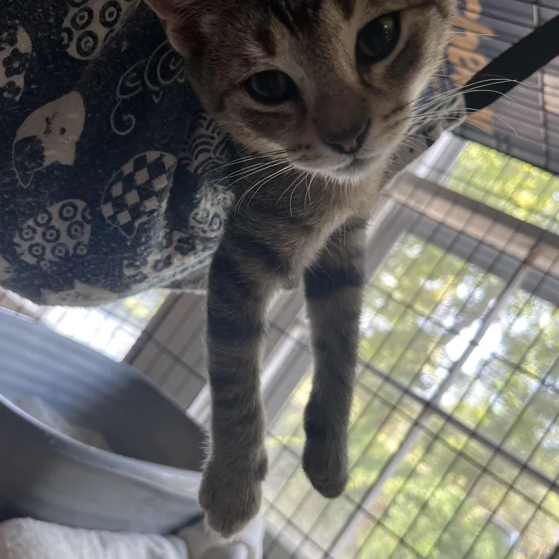 A baby small-sized male Tabby (Buff / Tan / Fawn) Domestic Short Hair cat named Scout for adoption in Hammond, LA