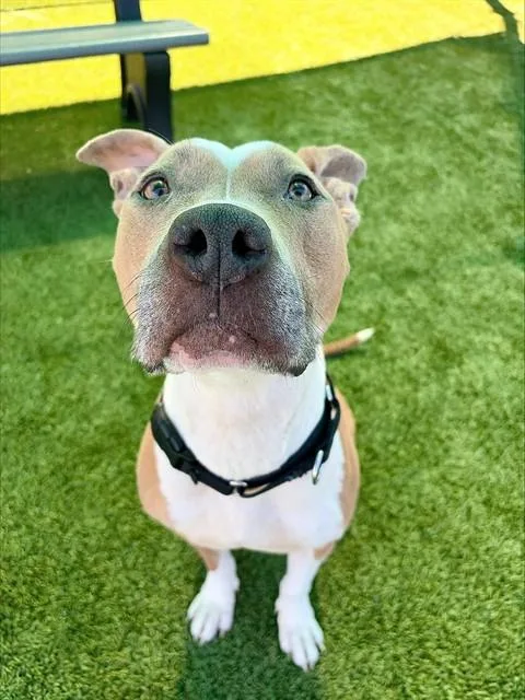 An adult medium-sized female Pit Bull Terrier dog named Kanga for adoption in Statesville, NC