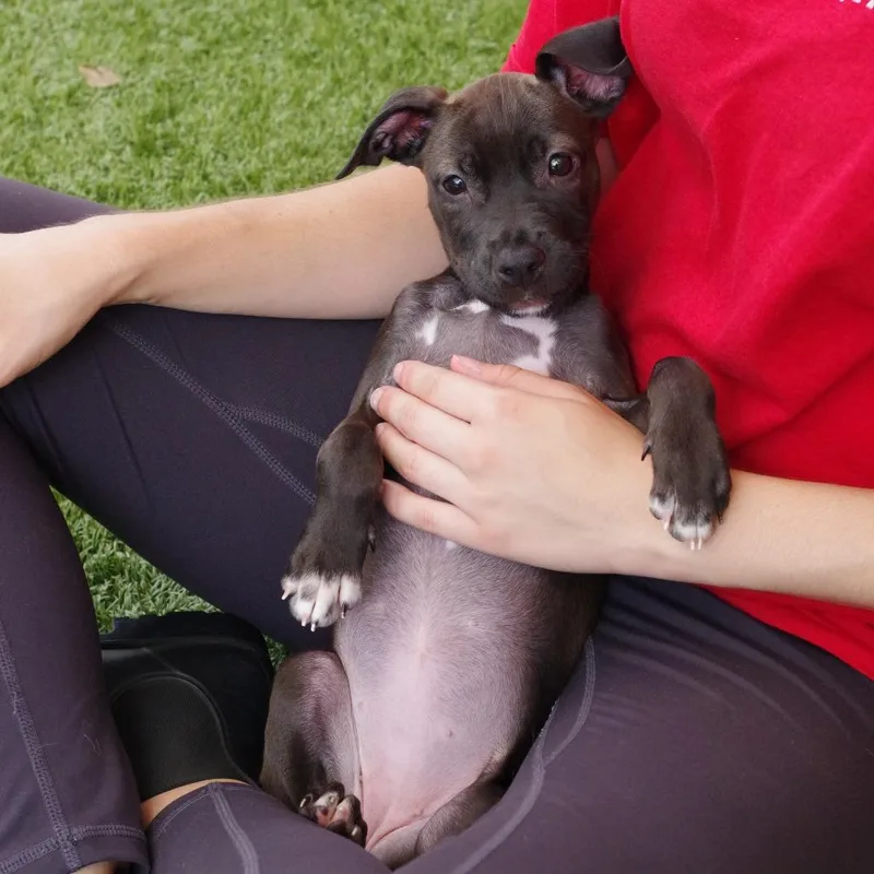 A baby small-sized female Brown / Chocolate Terrier dog named Puppy Darla for adoption in Miami, FL