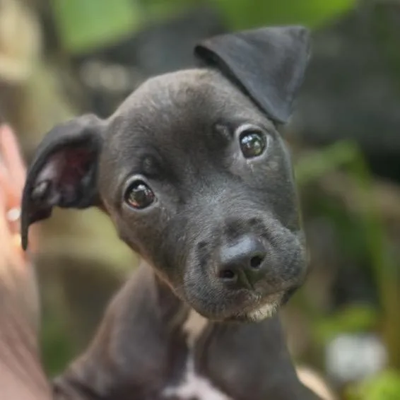 Puppy Darla thumbnail 2