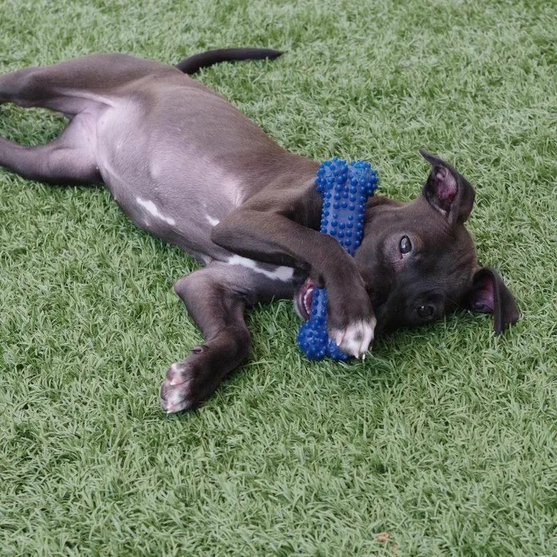 Puppy Darla thumbnail 3