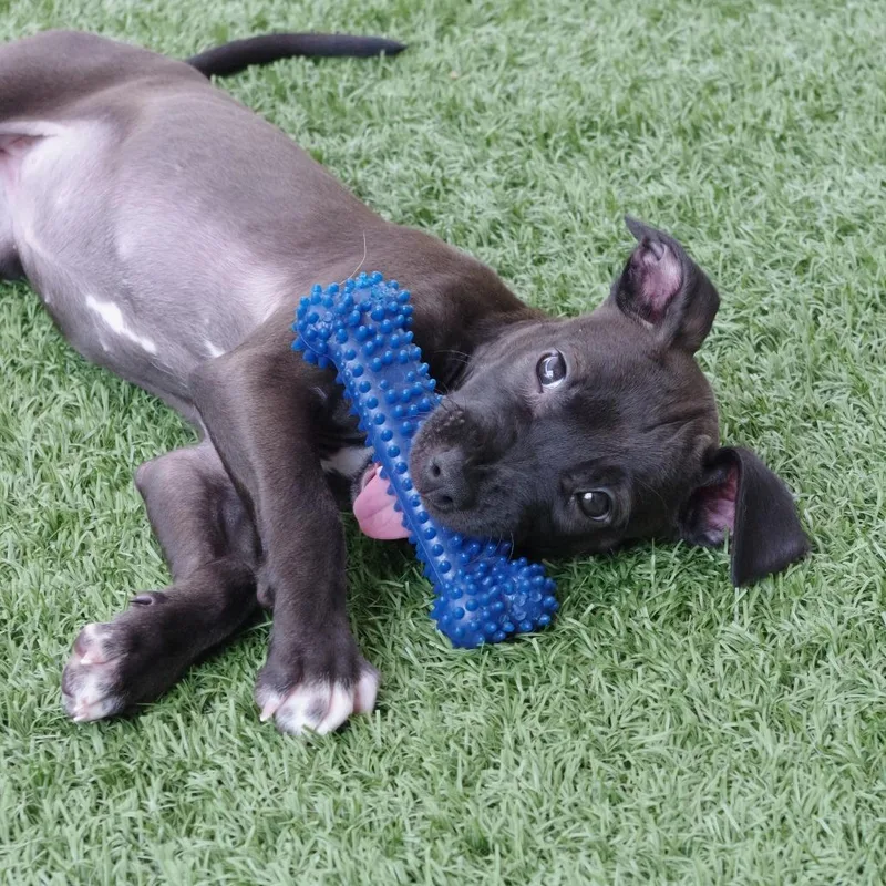 Puppy Darla thumbnail 4