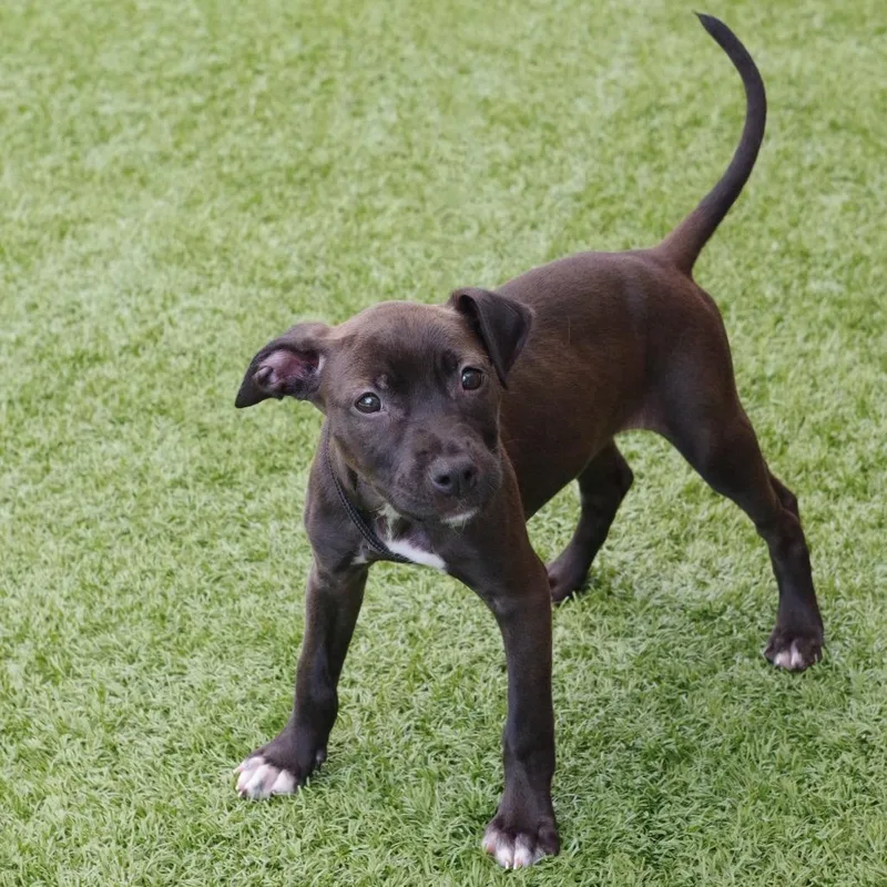Puppy Darla thumbnail 5