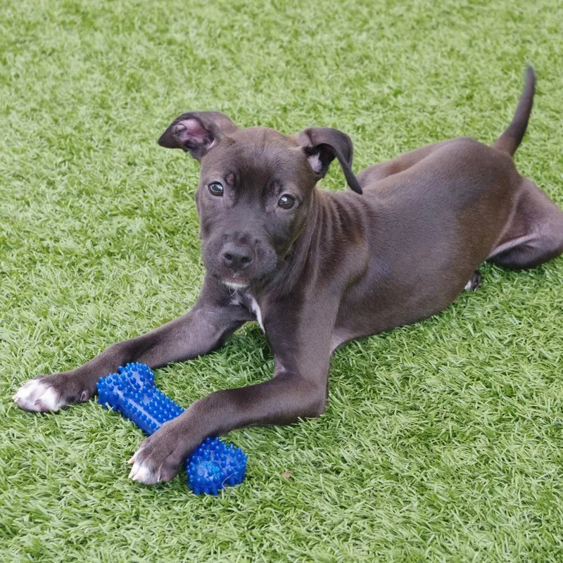 Puppy Darla thumbnail 6