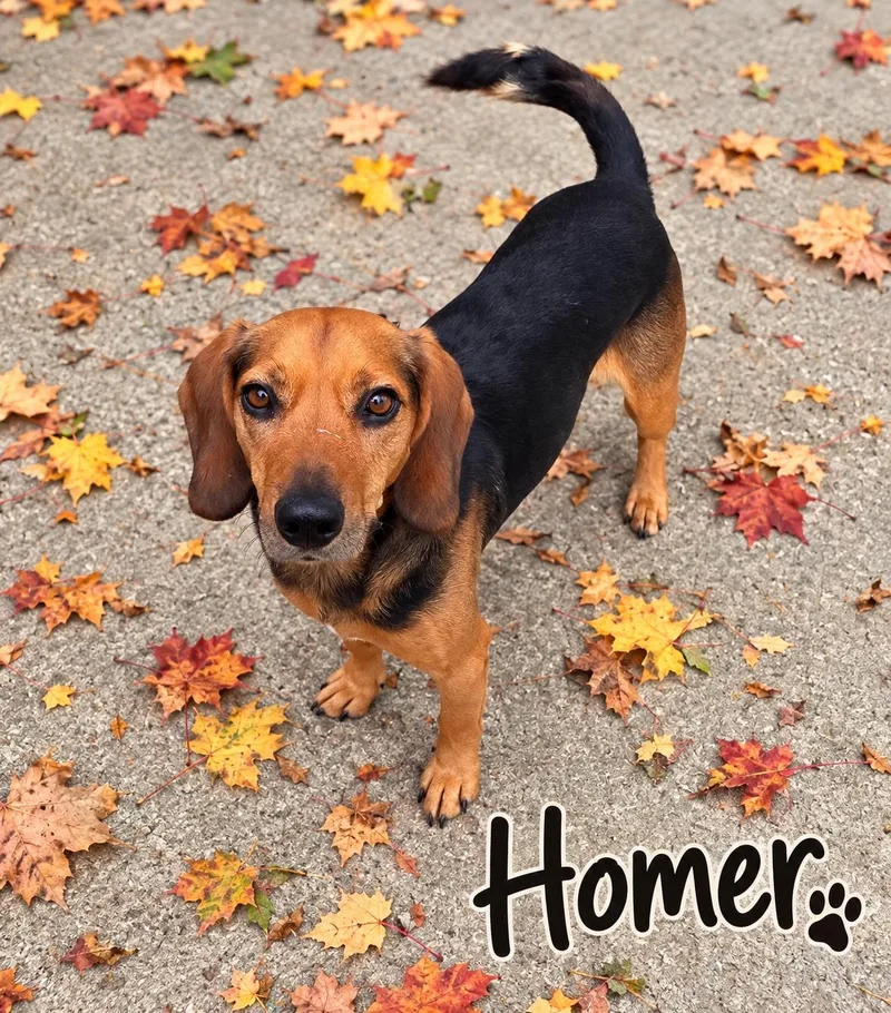 An adult medium-sized male Black Beagle dog named Homer for adoption in Momence, IL