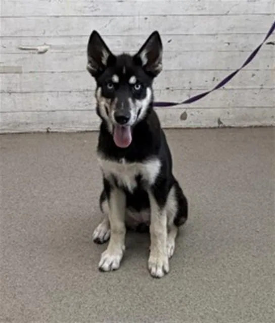 A baby small-sized female Siberian Husky dog named Sora for adoption in San Bernardino, CA