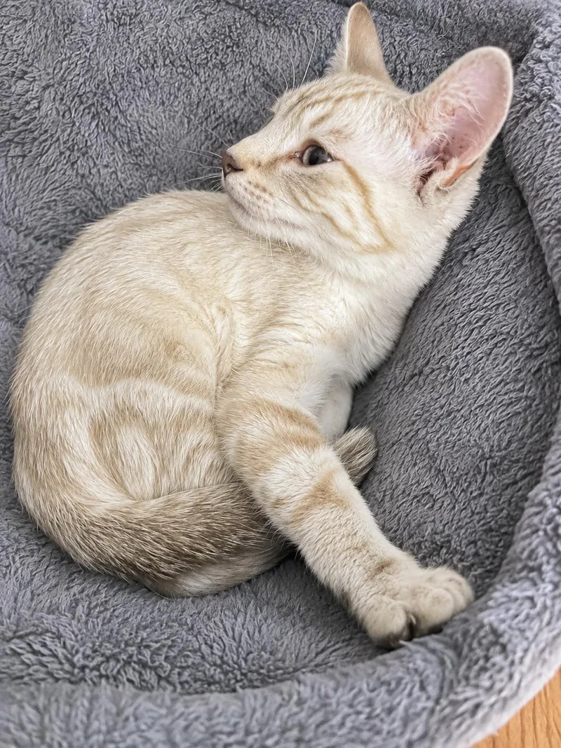 A baby medium-sized male Cream / Ivory Domestic Short Hair cat named Taco for adoption in Pickerington, OH