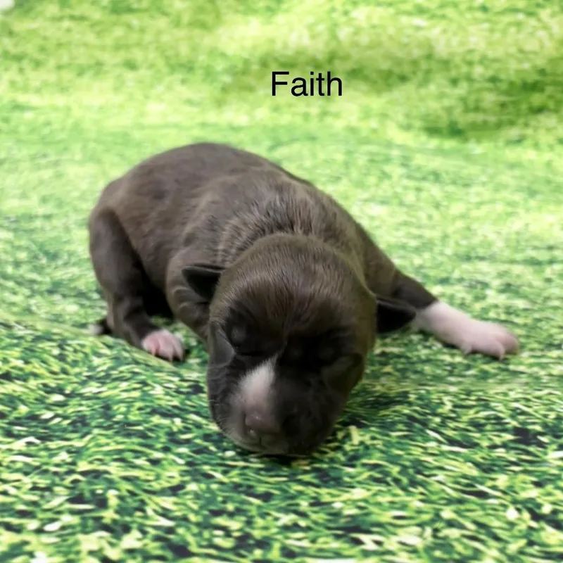 Faith