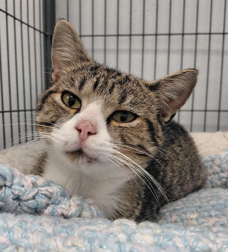 An adult medium-sized male Domestic Short Hair cat named Jimmy for adoption in Montello, WI