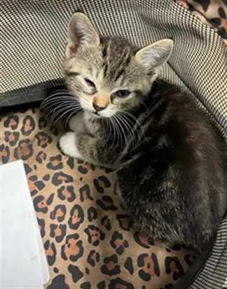 A baby small-sized female Domestic Short Hair cat named Emily for adoption in Van Nuys, CA