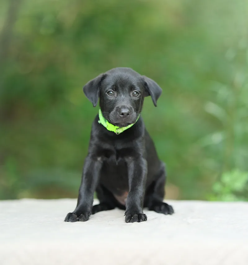 A baby medium-sized male Black Labrador Retriever dog named Tucker for adoption in Lucedale, MS