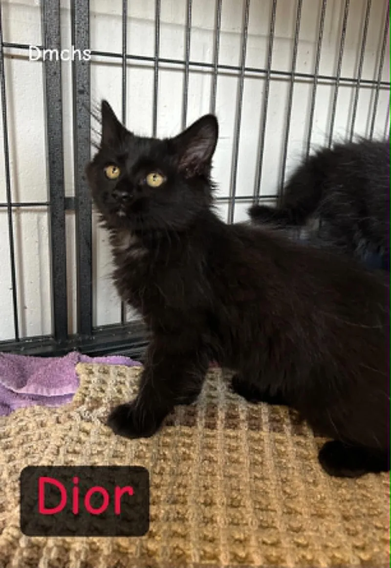 A baby small-sized female Black Domestic Long Hair cat named Dior for adoption in Burlington, IA
