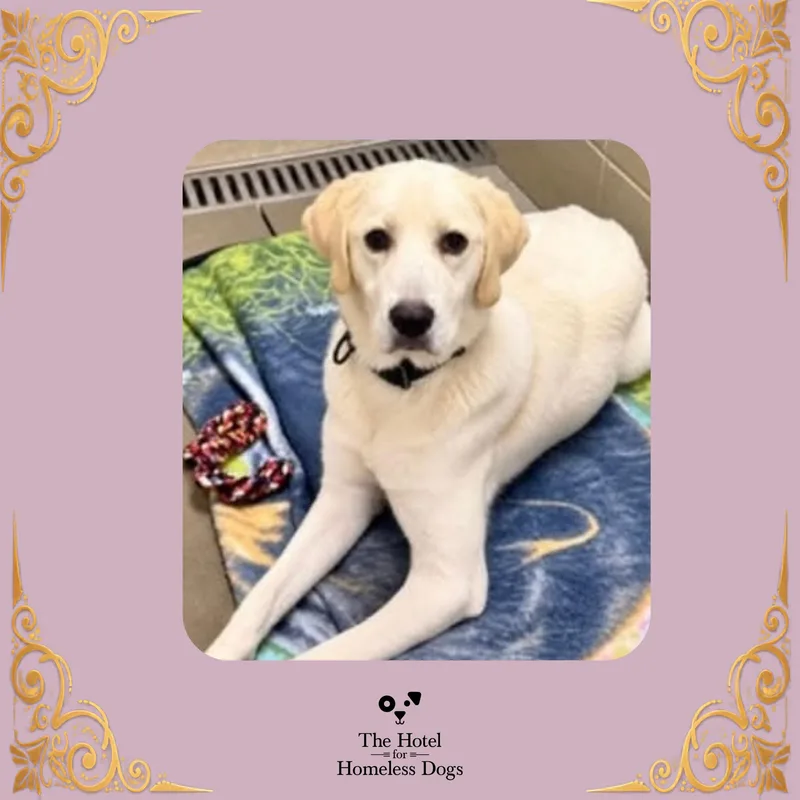 A young medium-sized female Yellow / Tan / Blond / Fawn Yellow Labrador Retriever dog named Sasha for adoption in Cumberland, RI