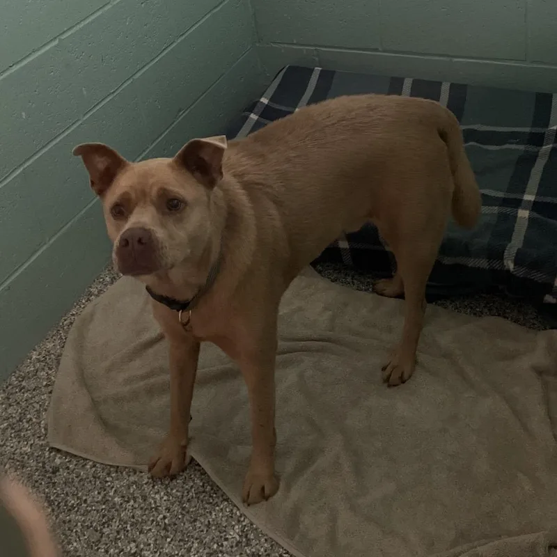 An adult medium-sized male Yellow / Tan / Blond / Fawn Mixed Breed dog named D for adoption in Port Charlotte, FL