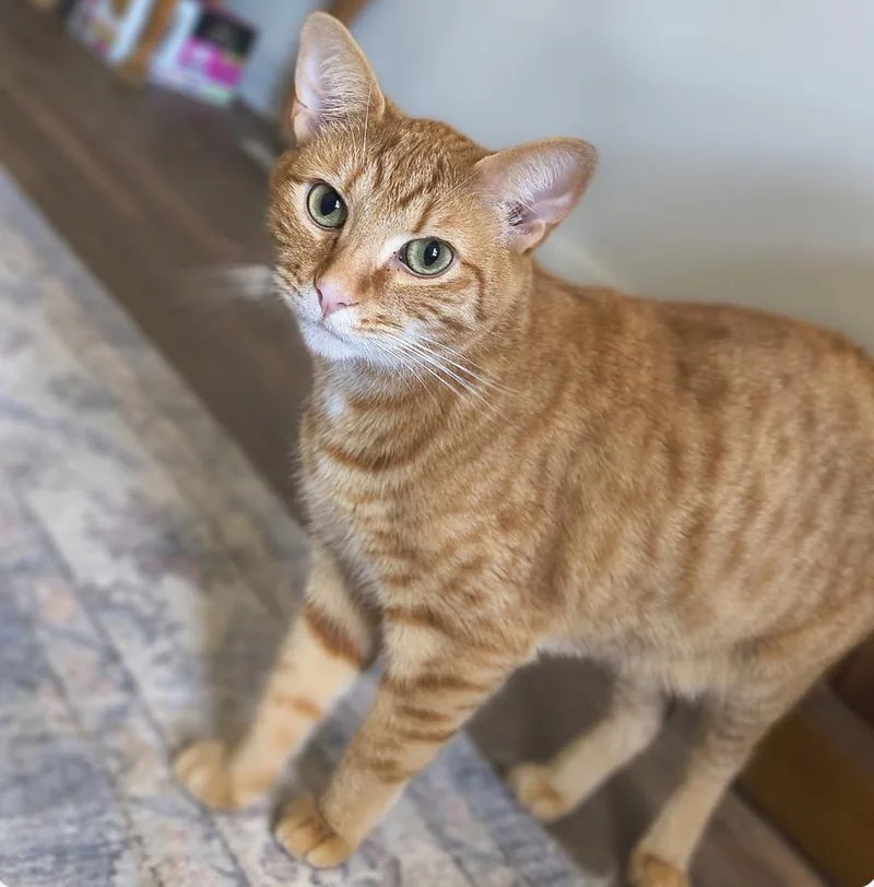An adult medium-sized male Domestic Short Hair cat named Cheeto for adoption in Clayton, NC