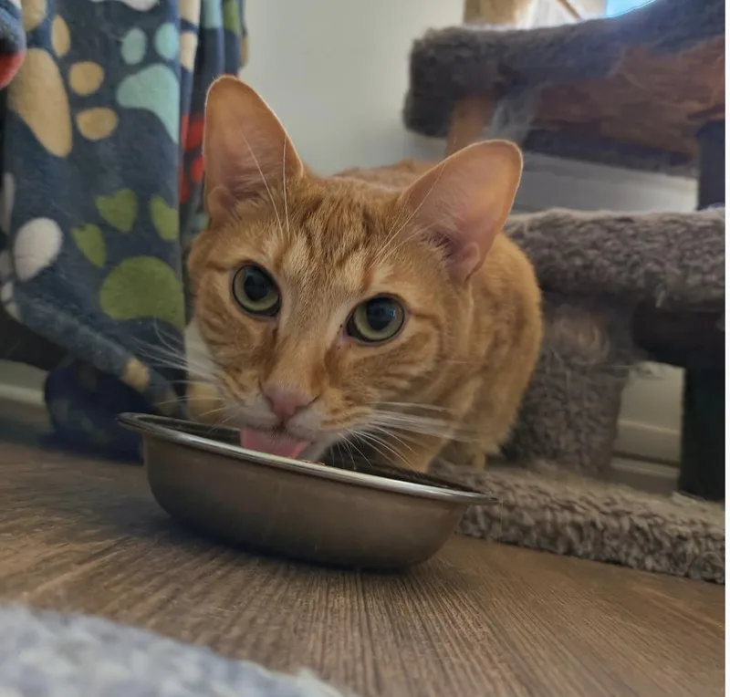Cheeto thumbnail 2
