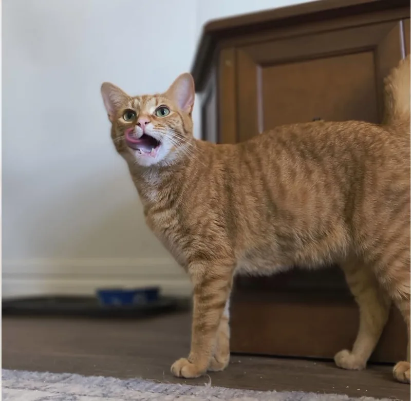 Cheeto thumbnail 3