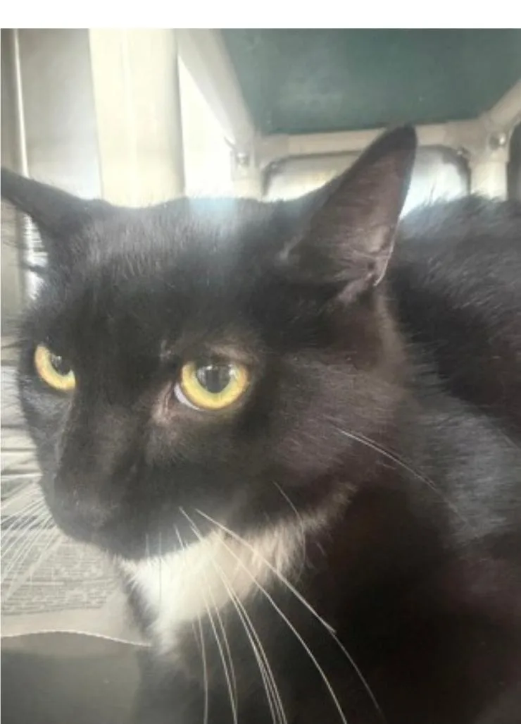 An adult large-sized male Domestic Short Hair cat named Dobby for adoption in Winfield, KS