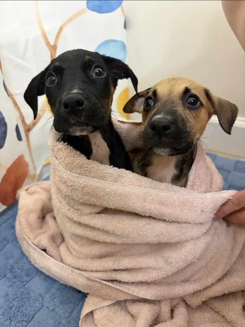 A baby medium-sized male Black Hound dog named Enzo for adoption in Plain City, OH