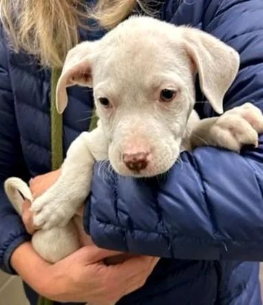 A baby medium-sized male Mixed Breed dog named Harvard for adoption in Madison, NJ