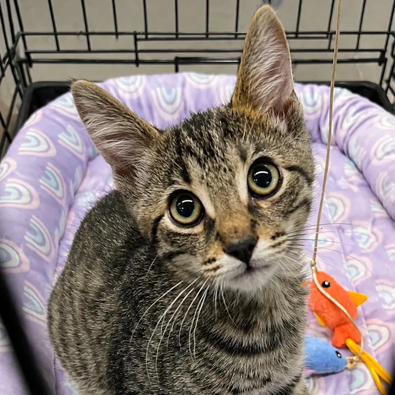 A baby medium-sized male Brown / Chocolate Domestic Medium Hair cat named Cub for adoption in Pleasanton, CA