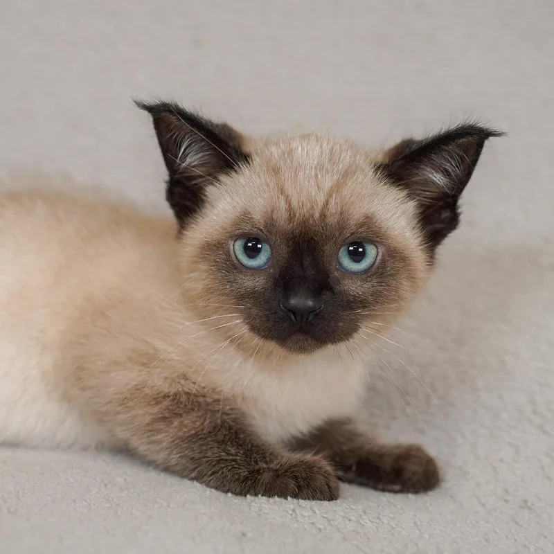 A baby small-sized male Brown / Chocolate Domestic Short Hair cat named Walnut for adoption in Sunnyvale, CA
