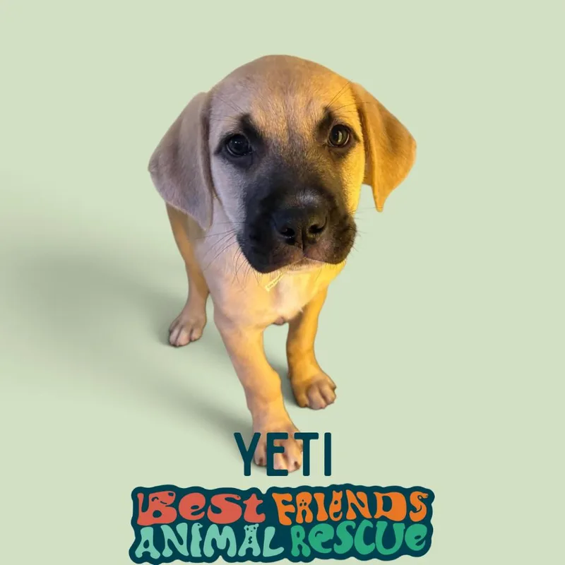 A baby medium-sized male Border Collie dog named Yeti for adoption in Wasilla, AK