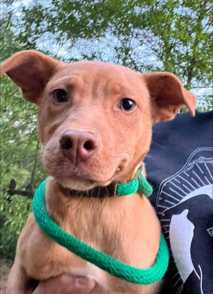 A baby medium-sized female Mixed Breed dog named Dolly for adoption in Acworth, GA